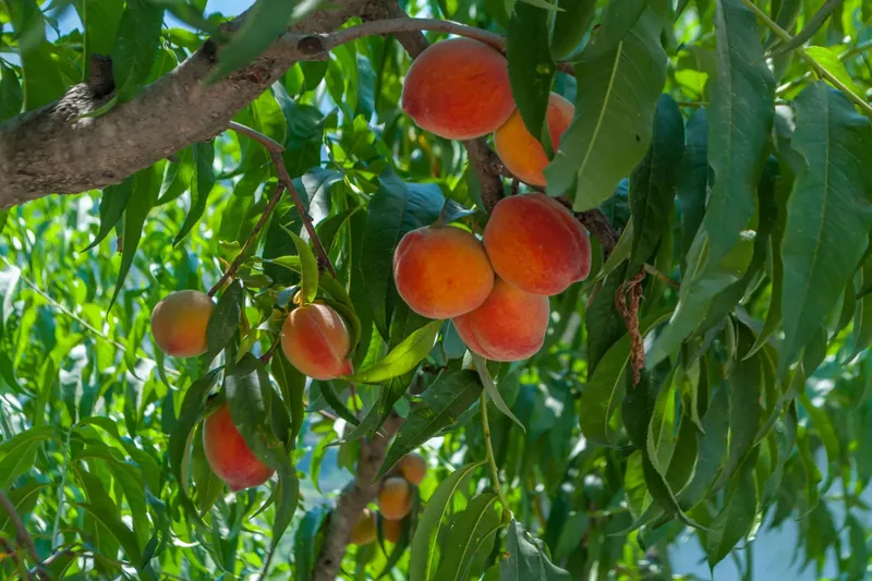 Scenic local attractions: Malla Ramgarh Fruit Orchards near Whispering Pines Cottage Mukteshwar